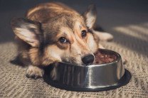 Собака отказывается от еды: возможные причины