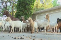 Огромное стадо коз атаковало пригород Сан-Хосе