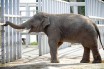 Слон из Киевского зоопарка теперь доступен онлайн