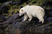 Редкостный белый медведь гризли попался на глаза канадской семье