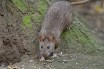 Среди нью-йорских крыс из-за коронавируса начался каннибализм