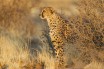 Cеверозападный африканский гепард впервые за десятилетие попал на фото