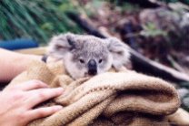 Австралийский парк празднует рождение первой со времен лесных пожаров коалы