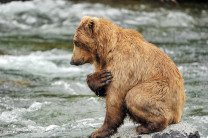 Дональд Трамп дал добро на отстрел медвежат в берлогах