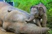 Эфиопских браконьеров уличили в массовом убийстве слонов