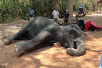 В Индии беременная слониха умерла от начиненных петардами фруктов