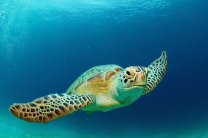 Уникальное явление: Дрон зафиксировал миграцию 64 тысяч зеленых черепах