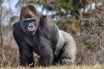 Браконьеры Уганды убили находящегося под угрозой исчезновения самца редкой гориллы