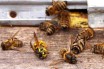 В одном из регионов Хорватии погибло более 50 миллионов пчел