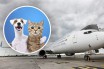 МАУ ввела запрет на перевозку животных самолетами Boeing 767