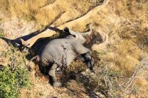 Более 350 слонов погибли в Ботсване за месяц по неизвестной причине