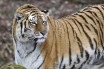 В Швейцарии амурский тигр совершил смертельное нападение на сотрудницу зоопарка