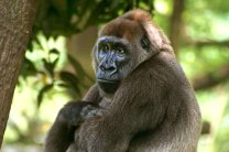 В Нигерии впервые сфотографировали находящихся на грани исчезновения речных горилл