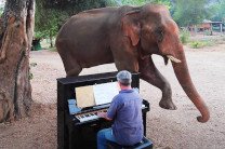 Британский музыкант играет на пианино для слонов