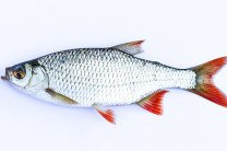 Популяция проходных пресноводных рыб за 50 лет сократилась на 76%