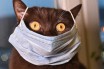 В Британии впервые обнаружили коронавирус у домашнего кота