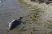 На морском побережье Одессы нашли труп дельфина