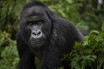 За убийство редкой горной гориллы угандца приговорили к 11 годам тюрьмы