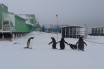 Пингвины штурмовали антарктическую станцию «Академик Вернадский»