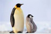 Императорских пингвинов в Антарктике оказалось на 20% больше, чем считалось ранее