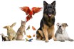 Товары для домашних животных - полное руководство по "усыновлению" питомца