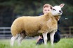 Самую дорогую овцу в мире продали за 368 000 фунтов стерлингов