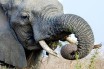 Слонам в Польше для борьбы со стрессом начнут давать каннабис