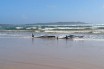 На берег Тасмании выбросились 270 дельфинов