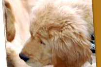 Опыт применения препарата «Cептогель» для лечения отитов у собак