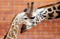 В зоопарке Франции родился жираф редкостной породы