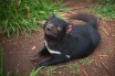 Тасманийского дьявола вернули на материковую часть Австралии 