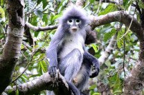 В Мьянме благодаря остаткам помета открыли новый вид обезьян