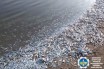 В лимане Азовского моря зафиксировали массовую гибель рыбы