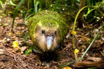 Притворяющийся кустом попугай стал "Птицей года" в Новой Зеландии