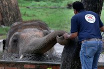 Певица Шер помогла освободить «самого одинокого слона в мире»