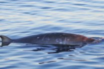 Морские исследователи открыли новый вид китов, обитающий у берегов Мексики