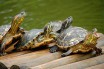 В Киеве из замерзшего озера спасли 40 черепах