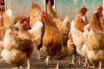 В Японии зафиксировали вспышку птичьего гриппа, уничтожено 11 тысяч кур