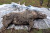 В Якутии нашли тушу мохнатого носорога возрастом 20-50 тысяч лет