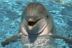 Пресная вода вызывает тяжелую кожную болезнь у дельфинов