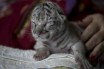 В зоопарке Никарагуа родился белый бенгальский тигр
