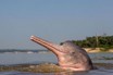 В Индии люди забили до смерти редкого дельфина из реки Ганг