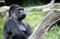 В США зафиксирован первый в мире случай заряжения гориллы COVID-19