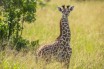 Ученые впервые обнаружили карликовых жирафов ростом до 2,74 метра