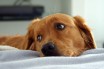 Эпилепсия у собак: что нужно знать о судорогах?