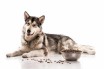 Как подобрать правильный сухой корм для собаки?