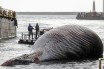 70-тонную тушу кита выбросило на побережье Италии 