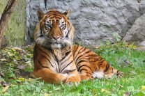 Два суматранских тигра сбежали из зоопарка, предварительно убив человека