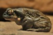 Зоозащитники настаивают на прекращении охоты на «психоделических лягушек»