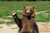 На Аляске медведь напал на девушку в общественном туалете 